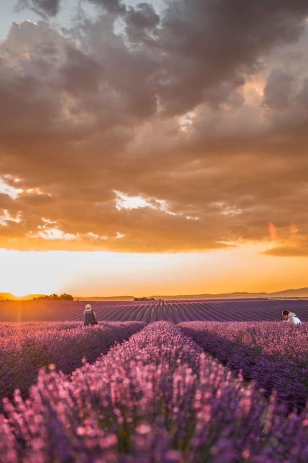 A horizontal shot of a field of beautiful purple English lavender flowers with the background of breathtaking colorful cloudy sky